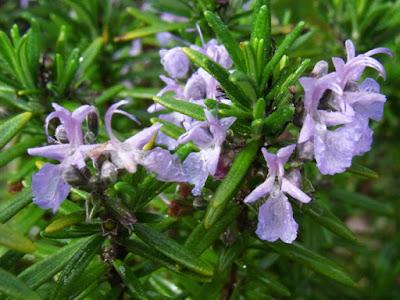 Rain, the sound of plants growing