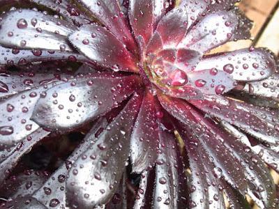 Rain, the sound of plants growing