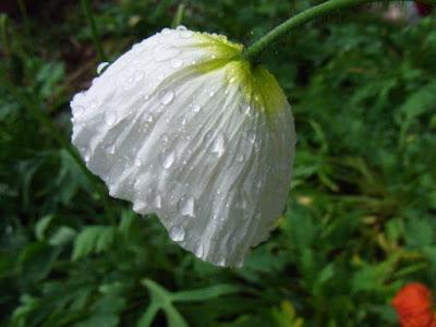 Rain, the sound of plants growing