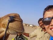 Jaisalmer Chronicles: Desert Safari Camels!