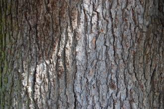 Quercus pubescens Bark (15/08/2015, Kew Gardens, London)