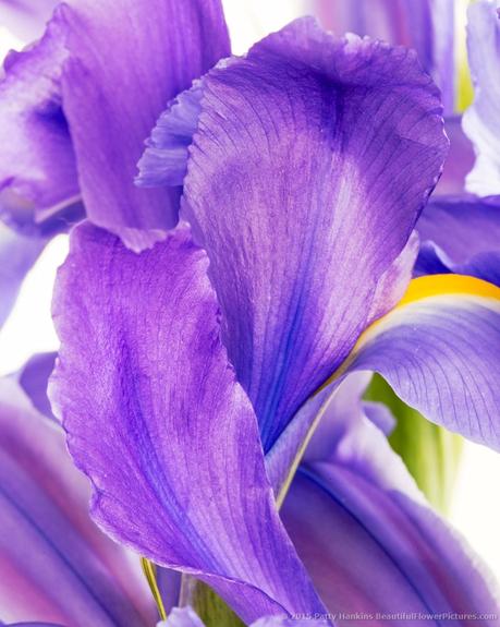 Iris Petals © 2015 Patty Hankins