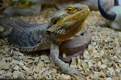 lizards at Lightwater Valley 