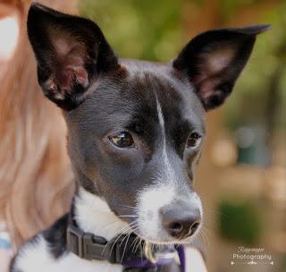 Puppies and Pancakes: Operation Kindness and Pet Supplies Plus at Norma's Cafe!