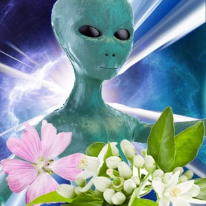 Alien Princess Fragrance