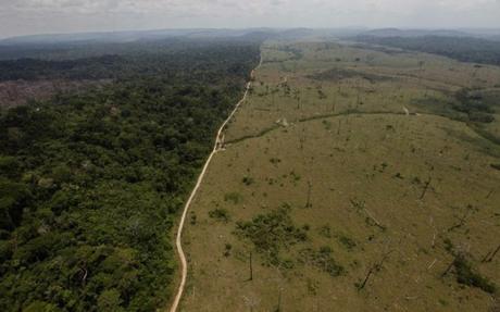 Humans Are Set To Wipe An India-Sized Chunk Of Forest Off The Earth By 2050