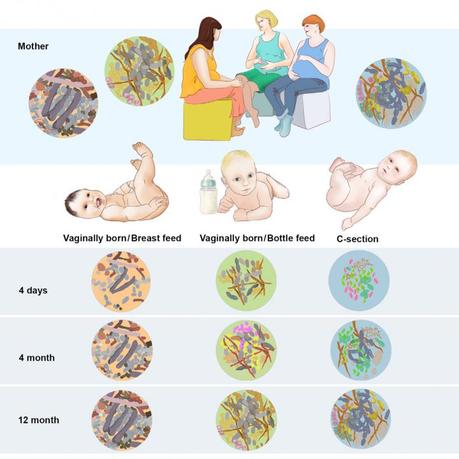 Epigenetics: Infant Gut Biome