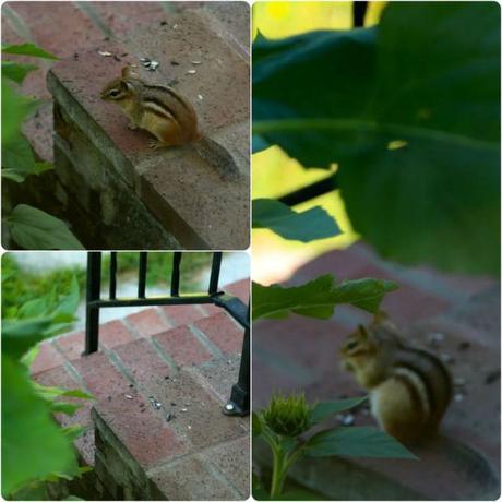 Vermont and a Floating Bridge chipmunk