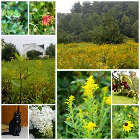 Vermont and a Floating Bridge late summer Vermont colors