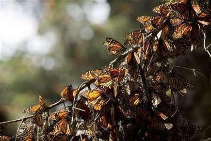 Deforestation in Mexico butterfly reserve more than triples
