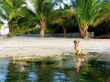 Roatan Visa Runs: Ambergris Caye, Belize
