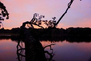 wild swimming in richmond park