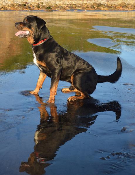 Rottweiler on the Beach