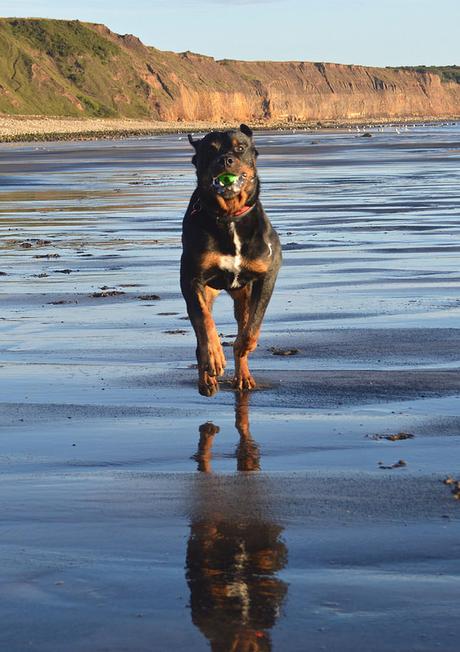 Rottweiler on the Beach