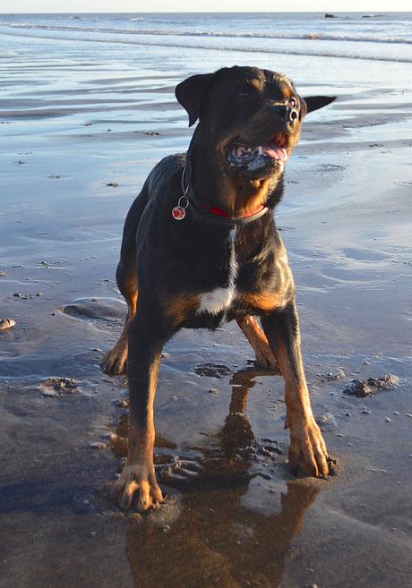 Rottweiler on the Beach