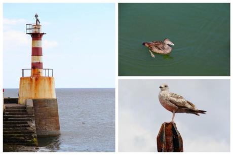 Amble birds - Eider Duck