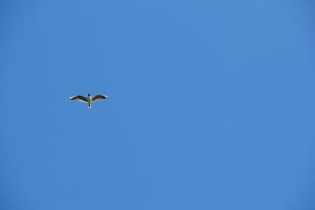 Flying tern above Coquet Island, Northumberland