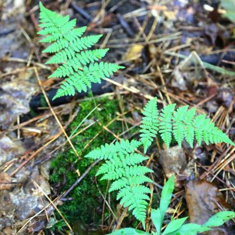 fern and moss