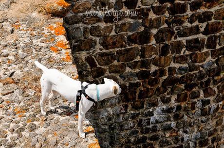 Montemor-o-Novo Castle, Portugal (7)