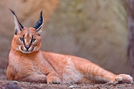 Caracals