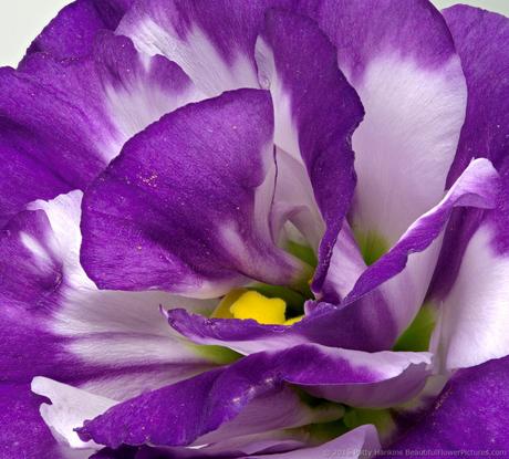 Purple & White Lisianthus © 2015 Patty Hankins