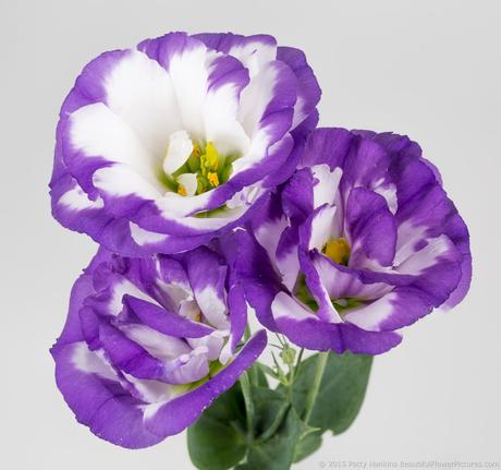 Purple & White Lisianthus © 2015 Patty Hankins