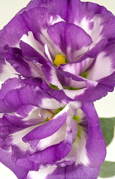 Purple & White Lisianthus © 2015 Patty Hankins