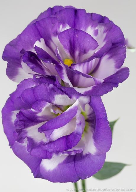 Purple & White Lisianthus © 2015 Patty Hankins