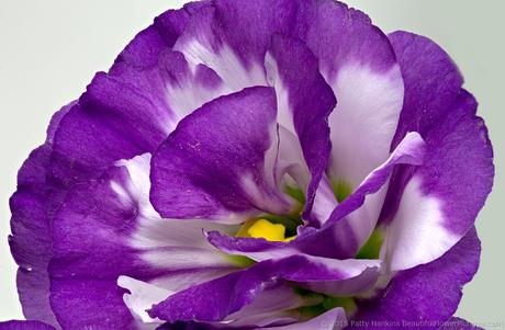 Purple & White Lisianthus © 2015 Patty Hankins