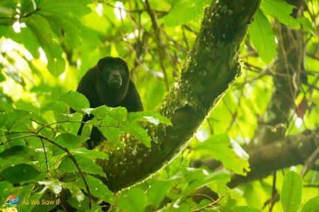 Howler Monkey