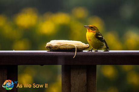 Breakfast with the birds.