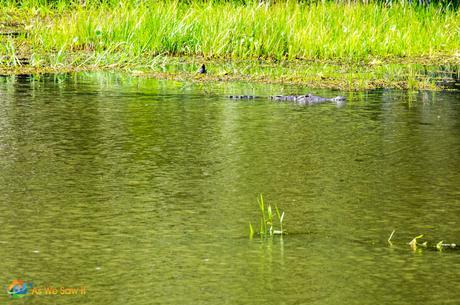 Large crocodile.