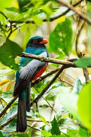 Colorful bird seen in Panama