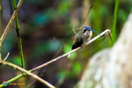 Hummingbird resting and singing away.
