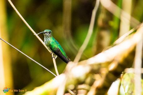 Green colored hummingbird.