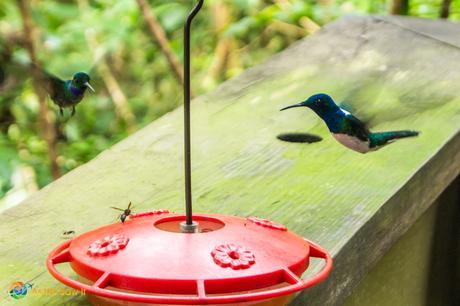 Hummingbird feeders and the local dive bombers.