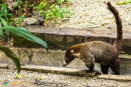 Coatimundi