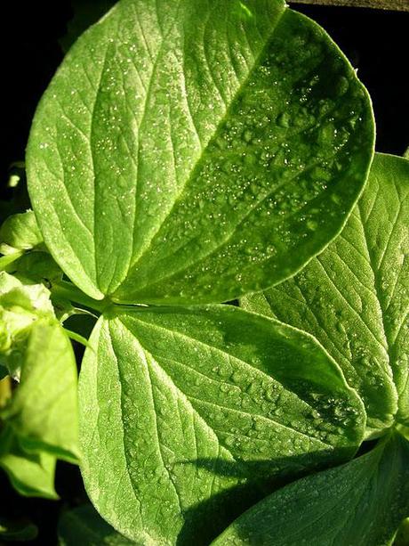 January greenery