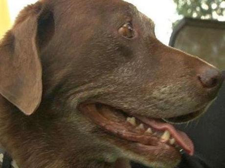 Dog Trapped in Sweltering Car Honks for Help