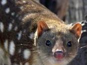 Featured Animal: Quoll