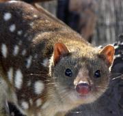 Quoll