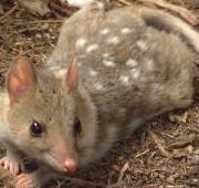 Quoll