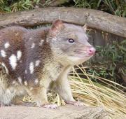 Quoll