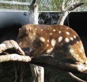 Quoll