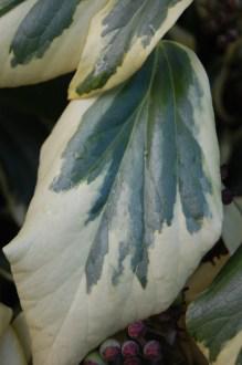 Hedera colchica 'Dentata Variegata' Leaf (21/01/2012, Kew, London)