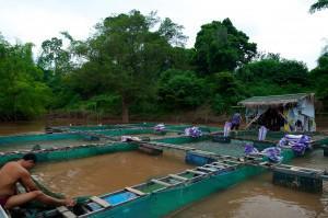 Aquaculture: How Sustainable is Farming Fish?