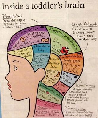 Inside a Toddler's Brain Explained!