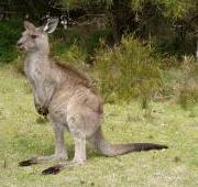 Kangaroo