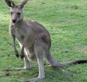 Kangaroo