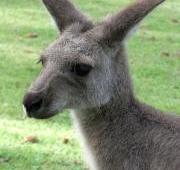 Kangaroo